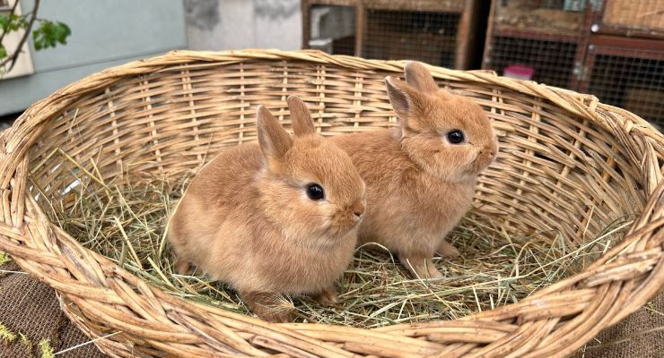 Van Büyümeyen Tavşan