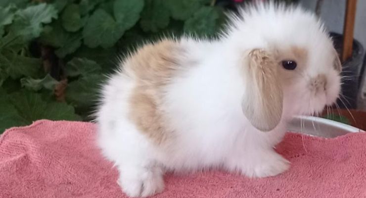 Van Hollanda Lop Tavşan